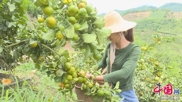 普洱景东水果年产值达2.07亿元
