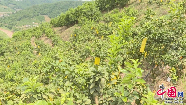 普洱景东水果年产值达2.07亿元