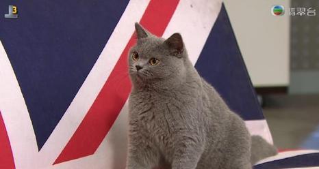 来自喵喵星的你薛思思养的猫是什么品种 薛思思的猫品种价格介绍