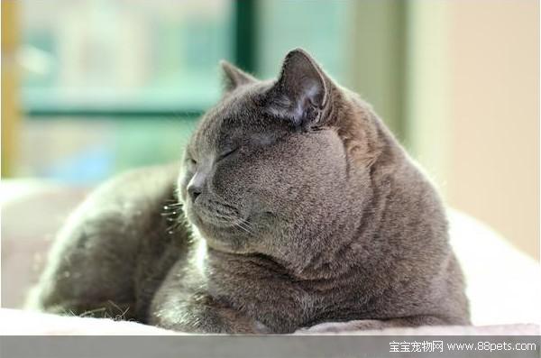 来自喵喵星的你薛思思养的猫是什么品种 薛思思的猫品种价格介绍