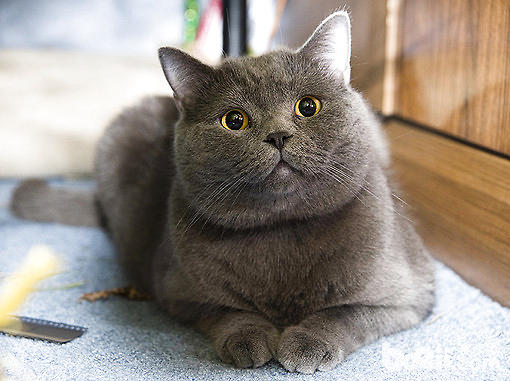 来自喵喵星的你薛思思养的猫是什么品种 薛思思的猫品种价格介绍