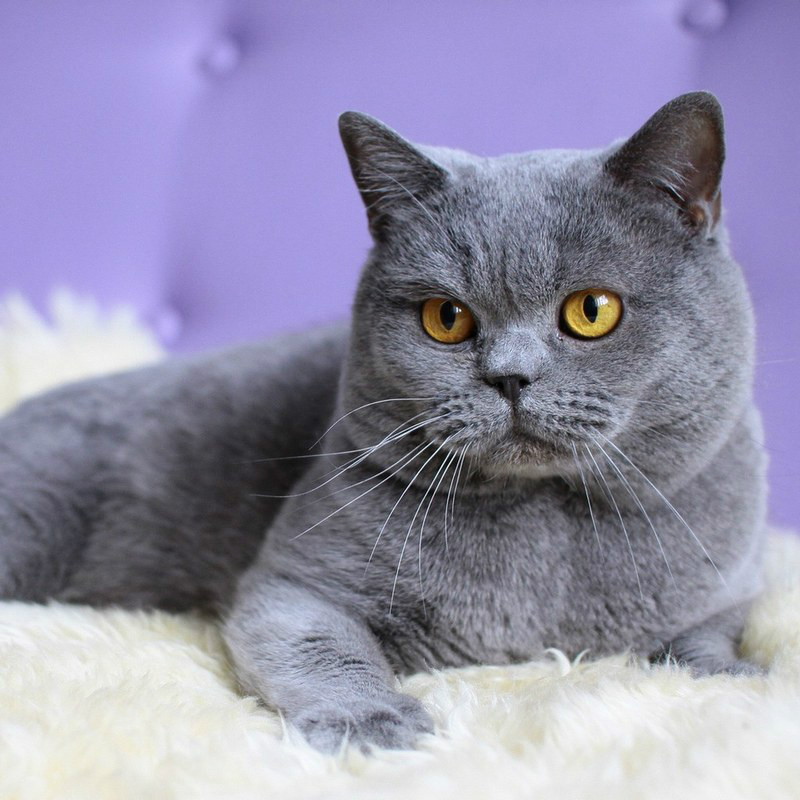 来自喵喵星的你薛思思养的猫是什么品种 薛思思的猫品种价格介绍