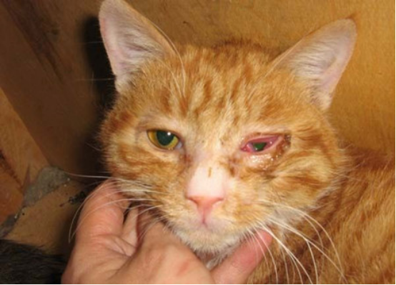L-赖氨酸(猫安)对猫疱疹病毒鼻支感染的治疗作